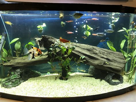 Can I Put Aquarium Background Inside Tank at Lorie Springer blog