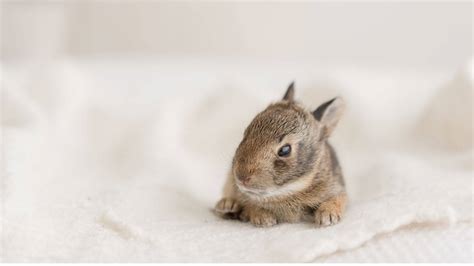 Download Adorable Brown Baby Bunny Wallpaper | Wallpapers.com