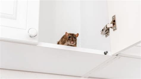 Cost Of A Rat Exterminator 2024 – Forbes Home