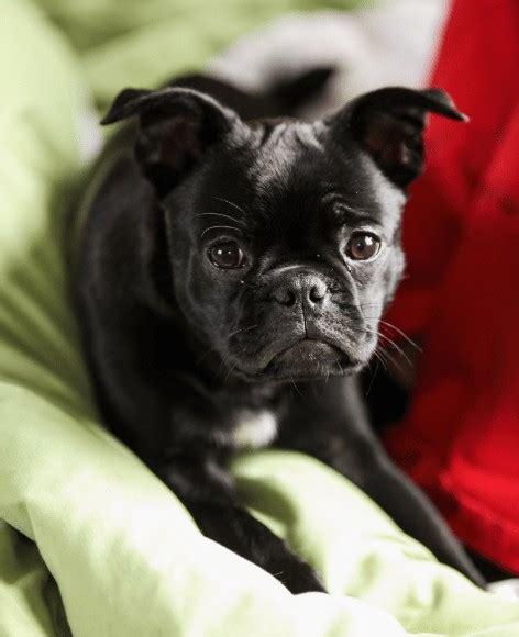 13 French Bulldog Mixes: Fantastic Frenchies!