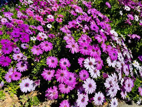 50 African Daisy Seeds 50 Seeds / Package - Etsy