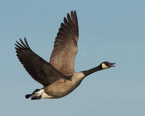 Canada Goose in flight stock photo. Image of travel, nature - 18641674