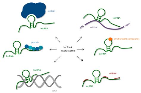 IJMS | Free Full-Text | Human Long Noncoding RNA Interactome: Detection ...