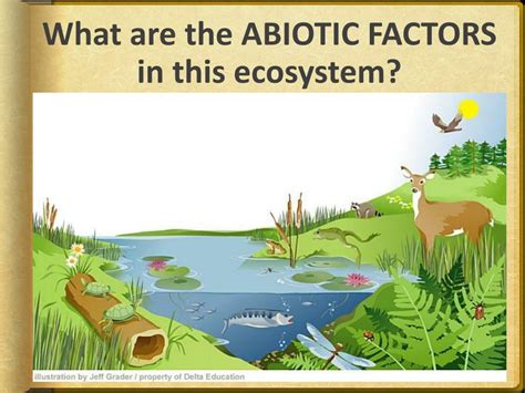 PPT - Abiotic and Biotic Factors PowerPoint Presentation, free download - ID:2836247