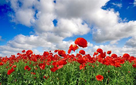 Poppy field wallpaper - Flower wallpapers - #8257