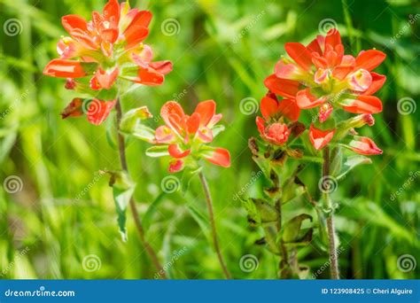 Field with Colorful Orange Wildflowers in Hagerman Wildlife Refuge, Texas Stock Image - Image of ...