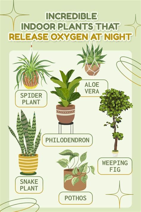 Indoor Plants That Release Oxygen at Night | Plants, House plants, Plant care houseplant