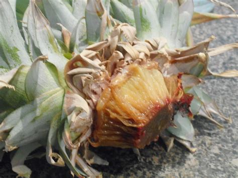 Gully Grove: Propagating pineapples