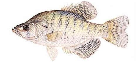 WHITE CRAPPIE / Fish Species / Fishing / KDWP - KDWP