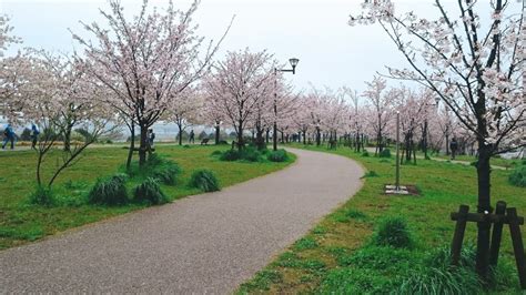 Beautiful Sakura spots around Tokyo | Japanese Daily Life