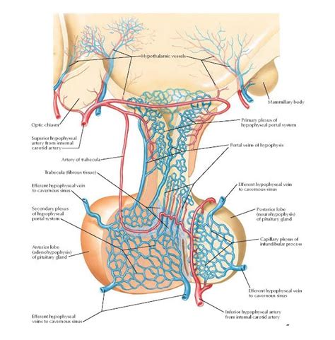 Arteries and Veins of Hypothalamus and Hypophysis Anatomy Primary plexus of hypophyseal portal ...