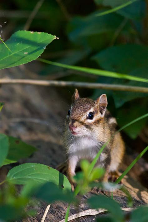 Siberian Chipmunk Photos, Download The BEST Free Siberian Chipmunk Stock Photos & HD Images