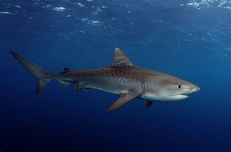 25 Tiger Shark Pictures and HD Wallpapers