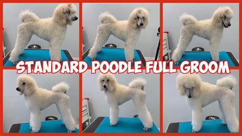 When Can You Groom A Poodle Puppy