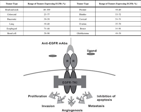 Table 1 from Imaging of EGFR and EGFR Tyrosine Kinase Overexpression in Tumors by Nuclear ...