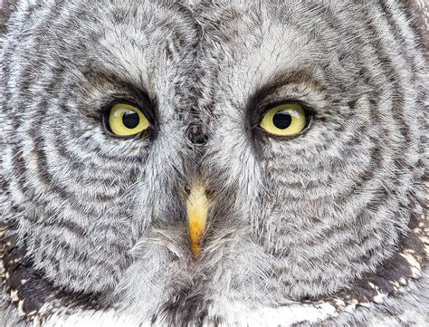 The Great Gray Owl Probably Has Bigger Eyes Than You | Audubon