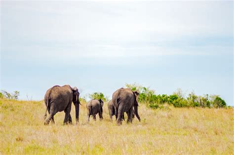 Four-tusked ‘elephant’ on display at Bandung museum – in fossils - Environment - The Jakarta Post