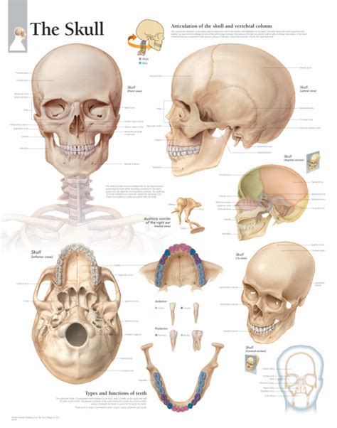 The Skeletal System | Scientific Publishing