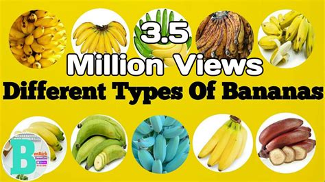 DIFFERENT TYPES OF BANANAS - YouTube