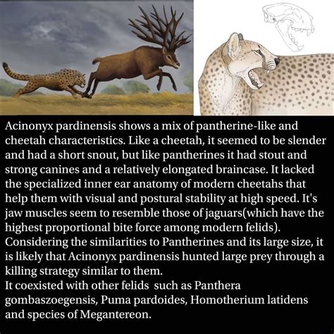 The Giant Jaguar like Cheetah Acinonyx pardinensis : r/pleistocene