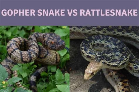 Gopher Snake Vs Rattlesnake: 15 Key Differences Explained - Embora Pets