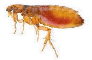 Flea Control - Protectant Pest Management