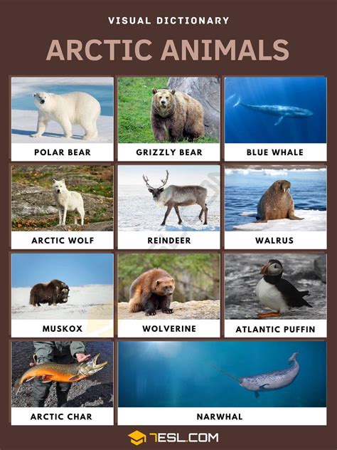 List of Arctic Animals in English with Pictures • 7ESL