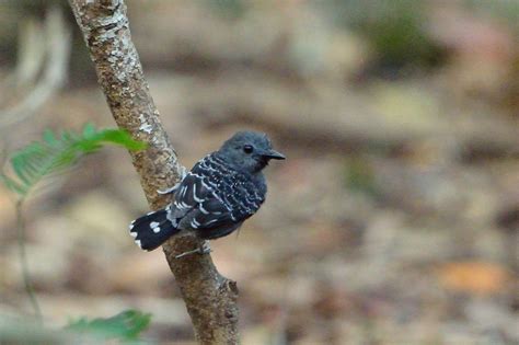 Xingu Scale-backed Antbird - BirdForum Opus | BirdForum