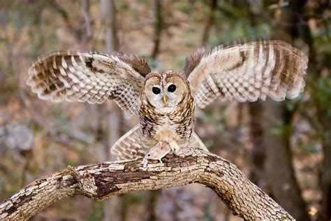 Biologists kill invasive owl species to protect endangered spotted owls