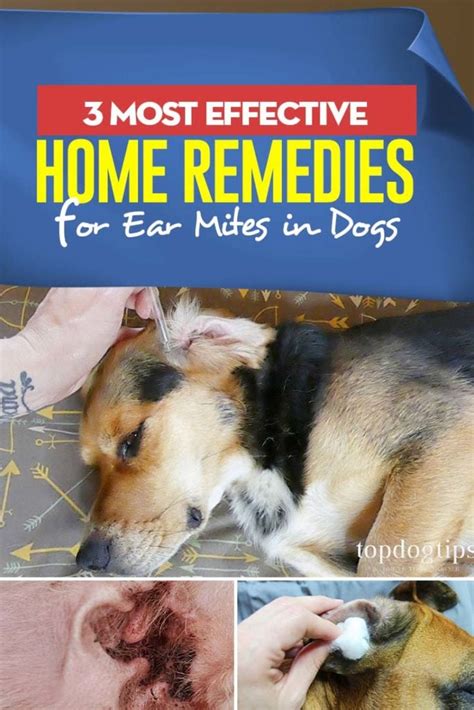 3 Best Home Remedies for Ear Mites in Dogs and How to Make/Use Them