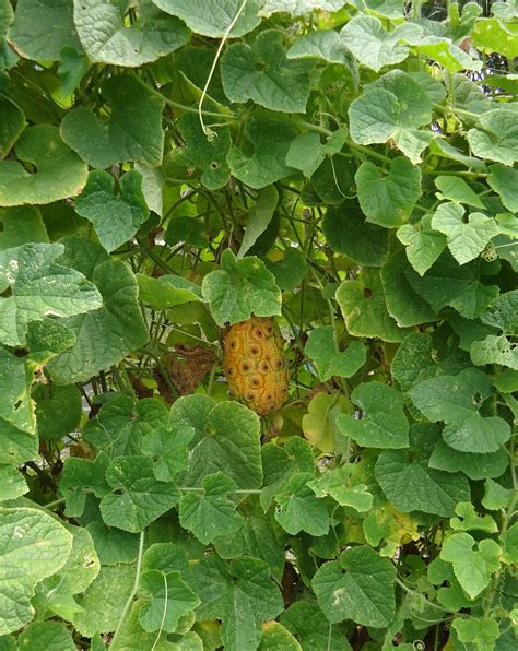 Little St. Simons Island's Organic Garden: Horned Melon!?!?