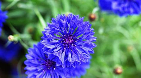 61 Types of Blue Flowers With Names and Pictures