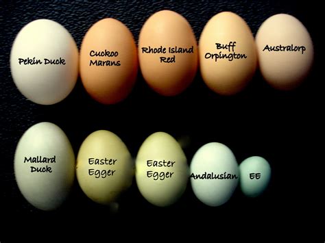 Chicken Coop Colored Eggs at Carrie Crawford blog