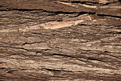 Free photo: Wood Trunk Texture - Backgrounds, Bark, Rough - Free ...