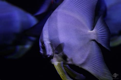 Longfin Batfish Facts and Photographs | Seaunseen