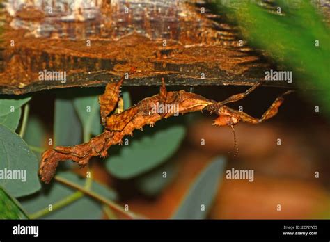 Walking stick insect camouflage hi-res stock photography and images - Alamy