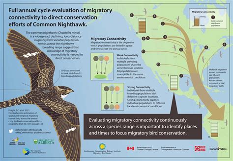 Researchers track common nighthawks across the Americas to shed light on declining populations ...