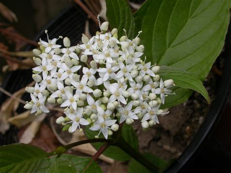 Cornus stolonifera (Cornaceae) image 5693 at