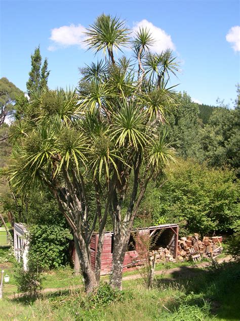 Free picture: cabbage, tree, rural, Zealand