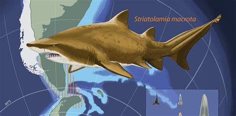 Ancient shark teeth lost in Antarctica millions of years ago recorded Earth's climate history