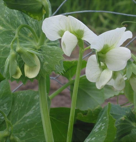 Pisum sativum (Austrian Winter Pea, Austrian Winter Peas, English Pea, English Peas, Field Pea ...