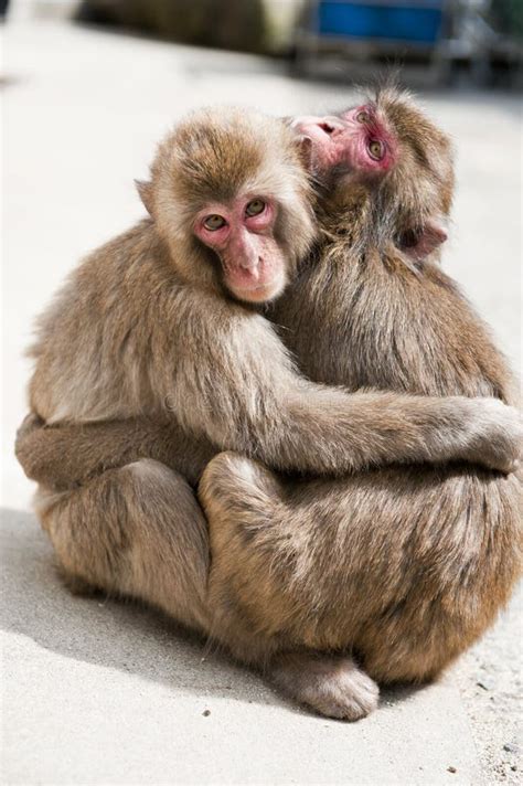 2 Monkeys Hugging Stock Photos - Download 222 Royalty Free Photos