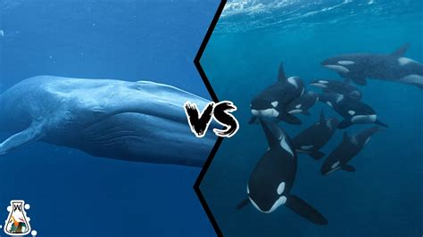 Orca Vs Blue Whale