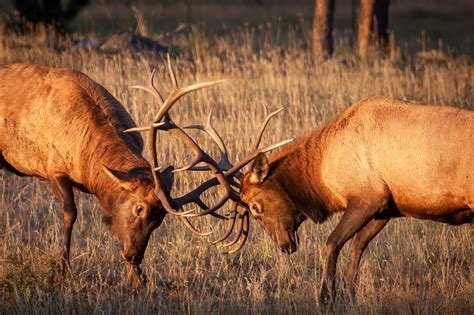 Two Bull Elk Fighting Fine Art Photo Print For Sale | Photos by Joseph C. Filer