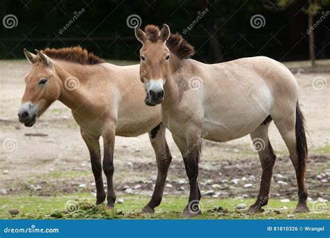 przewalski`s horse equus ferus przewalskii Coloso