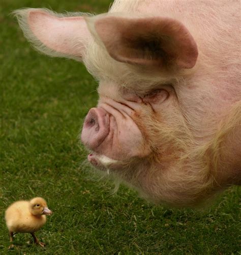 40 Adorable Pig Pictures to Make You Smile | Reader's Digest