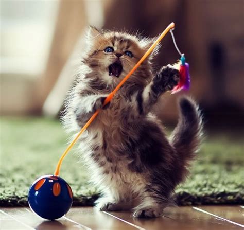 Kitten Playing With Toy funny cute animals cat cats adorable animal kittens pets lol kitten ...