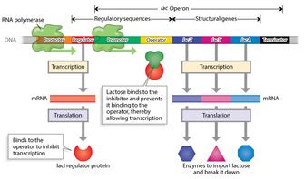 Bacterial Genes Are Organized in Operons | Learn Science at Scitable