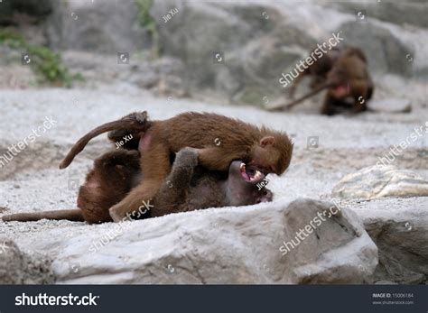 Two Monkeys Fighting Singapore Zoological Garden Stock Photo 15006184 | Shutterstock