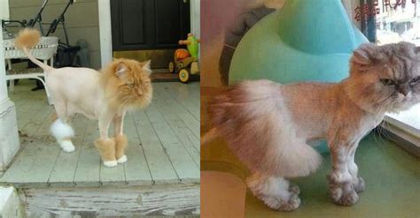 10+ Cats Got Funny Haircuts To Make Your Day